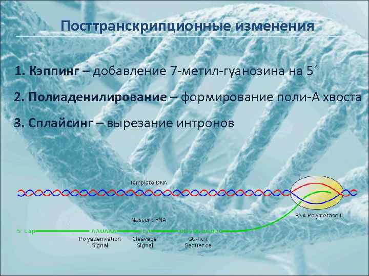 Посттранскрипционные изменения 1. Кэппинг – добавление 7 -метил-гуанозина на 5´ 2. Полиаденилирование – формирование