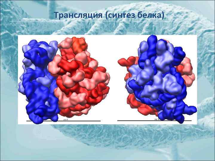 Трансляция (синтез белка) 