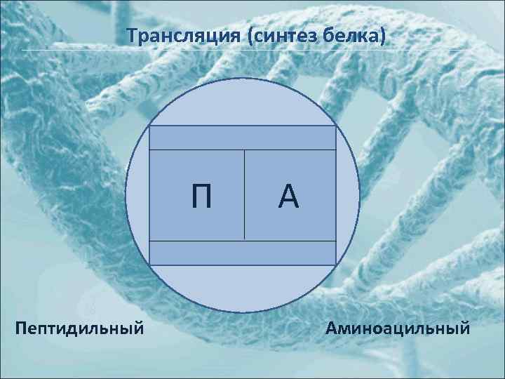 Трансляция (синтез белка) П Пептидильный А Аминоацильный 