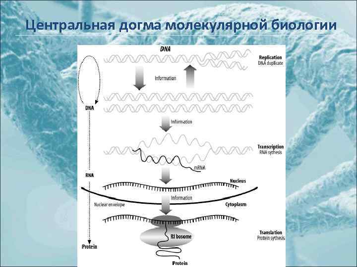 Центральная догма молекулярной биологии 