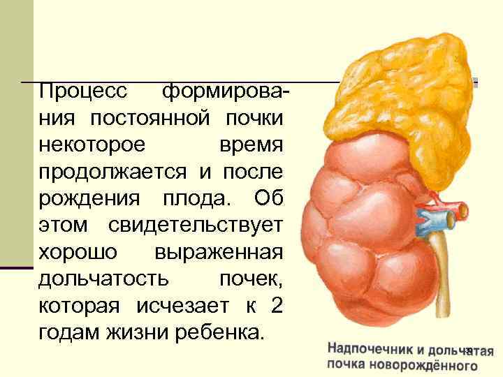 Преморбидный фон у детей с заболеваниями органов мочевой системы