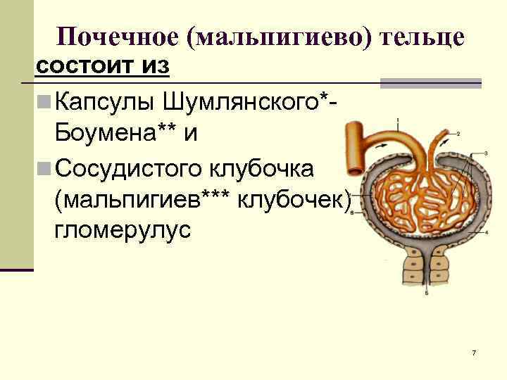 Преморбидный фон у детей с заболеваниями органов мочевой системы