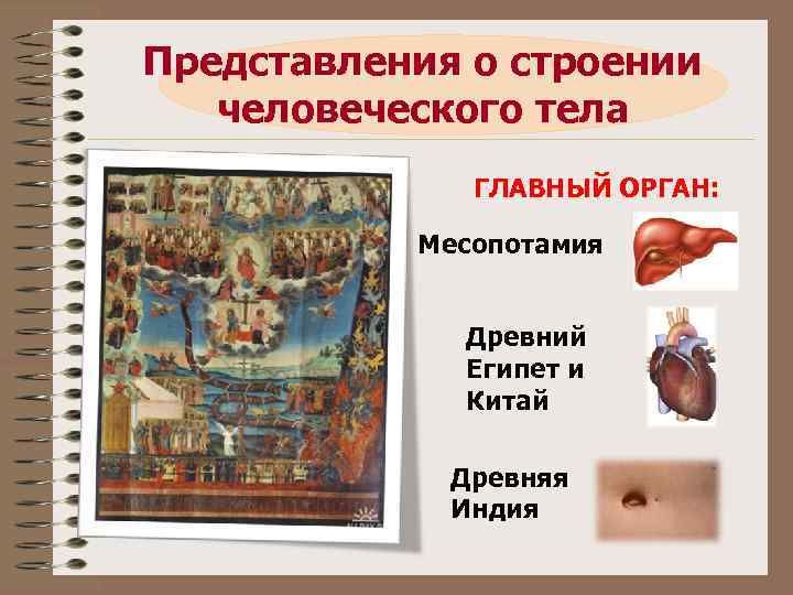 Представления о строении человеческого тела ГЛАВНЫЙ ОРГАН: Месопотамия Древний Египет и Китай Древняя Индия