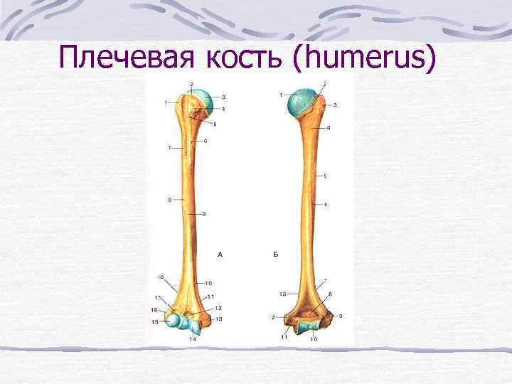 Плечевая кость (humerus) 