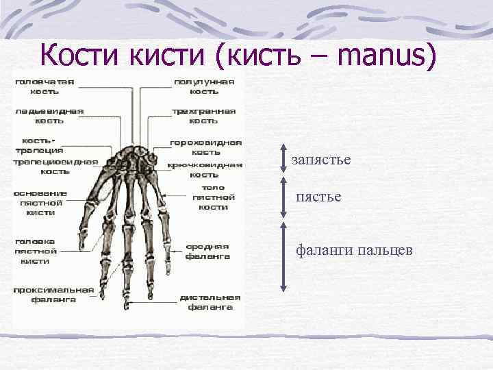 Кости кисти (кисть – manus) запястье фаланги пальцев 