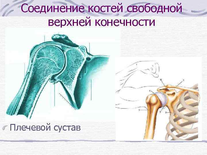 Соединение костей свободной верхней конечности Плечевой сустав 