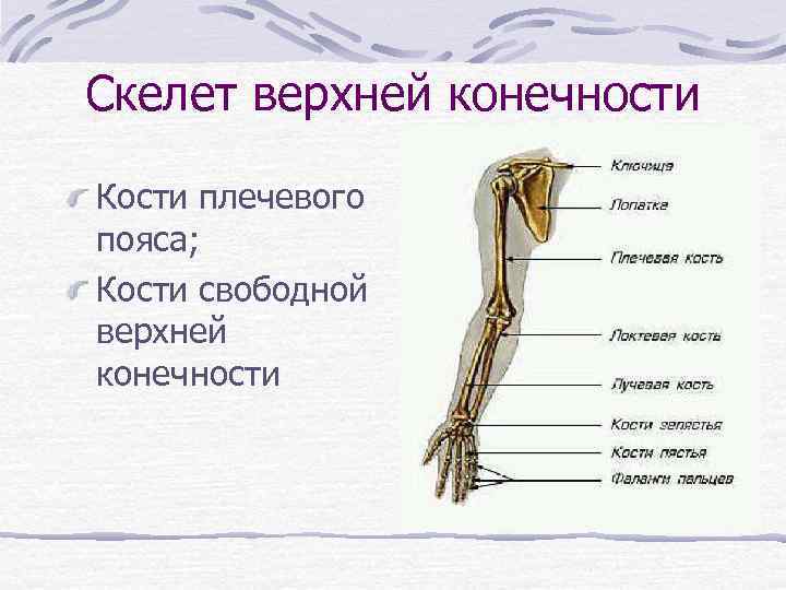 Скелет верхней конечности Кости плечевого пояса; Кости свободной верхней конечности 