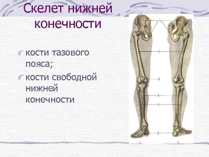 Скелет нижней конечности кости тазового пояса; кости свободной нижней конечности 