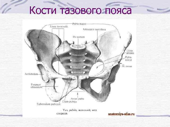 Кости тазового пояса 