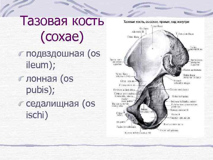 Тазовая кость (coxae) подвздошная (os ileum); лонная (os pubis); седалищная (os ischi) 