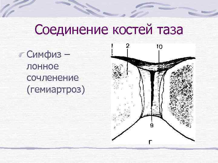 Соединение костей таза Симфиз – лонное сочленение (гемиартроз) 