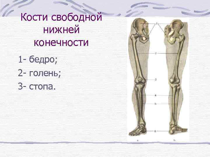 Кости свободной нижней конечности 1 - бедро; 2 - голень; 3 - стопа. 