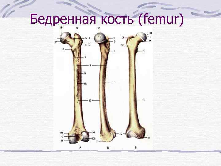 Бедренная кость (femur) 