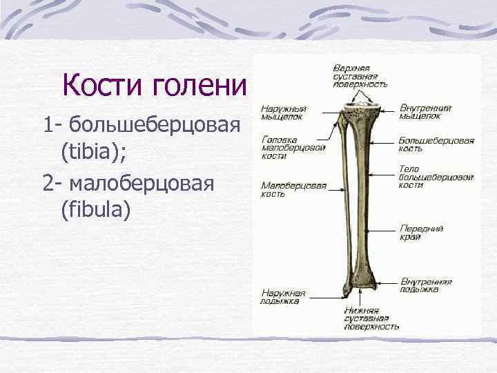 Кости голени 1 - большеберцовая (tibia); 2 - малоберцовая (fibula) 
