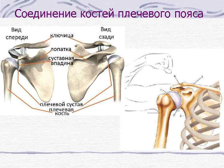 Соединение костей плечевого пояса 