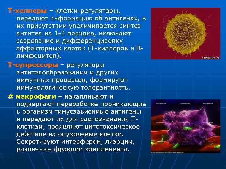 Т-хелперы – клетки-регуляторы, передают информацию об антигенах, в их присутствии увеличивается синтез антител на