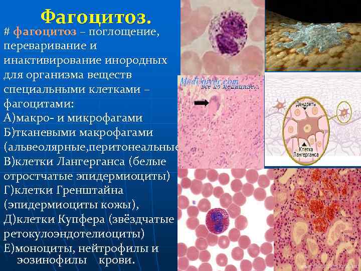 Клетками макрофагами являются. Макрофаги фагоцитоза иммунология. Тканевой Макрофаг характеристика. Макрофаги функции гистология. Макрофаги которые локализуются в коже.