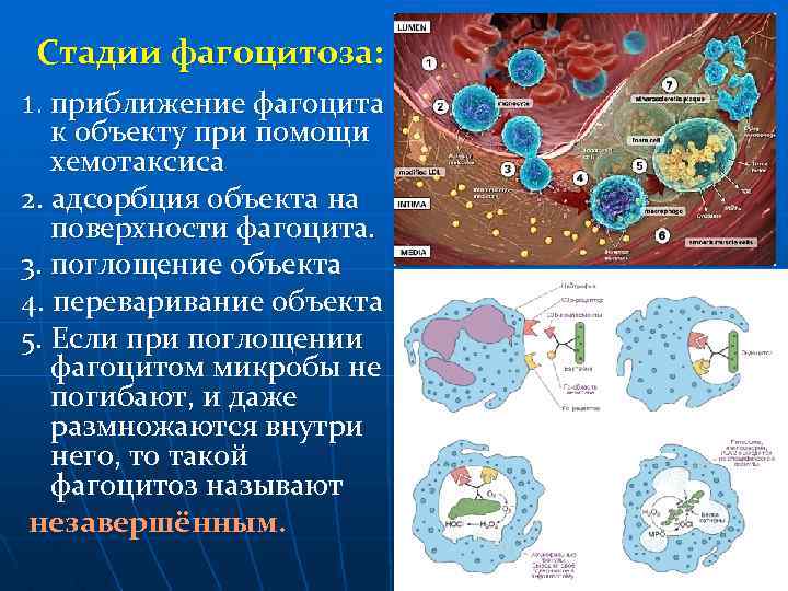 Стадии фагоцитоза: приближение фагоцита к объекту при помощи хемотаксиса 2. адсорбция объекта на поверхности