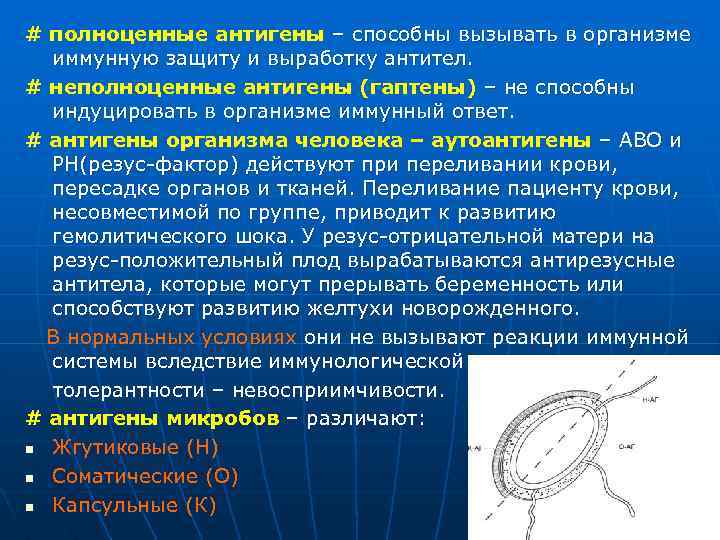 # полноценные антигены – способны вызывать в организме иммунную защиту и выработку антител. #