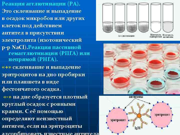 Реакция агглютинации (РА). Это склеивание и выпадение в осадок микробов или других клеток под