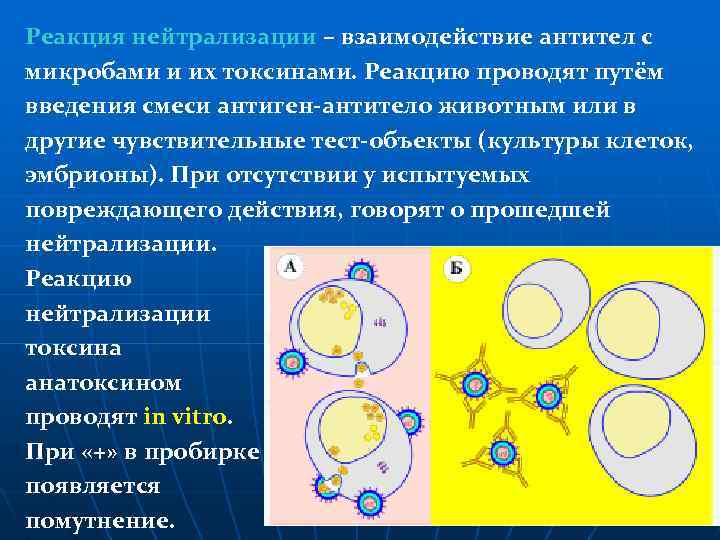 Реакция нейтрализации – взаимодействие антител с микробами и их токсинами. Реакцию проводят путём введения