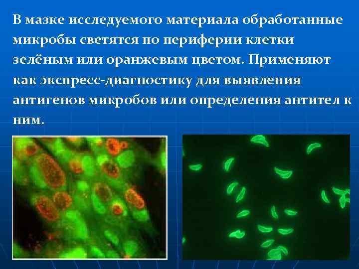 В мазке исследуемого материала обработанные микробы светятся по периферии клетки зелёным или оранжевым цветом.