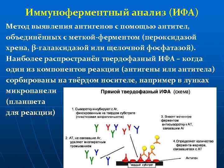 Иммуноферментный анализ (ИФА) Метод выявления антигенов с помощью антител, объединённых с меткой-ферментом (пероксидазой хрена,