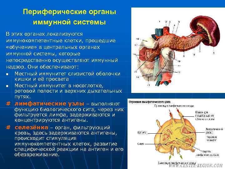 Периферические органы иммунной системы В этих органах локализуются иммунокомпетентные клетки, прошедшие «обучение» в центральных