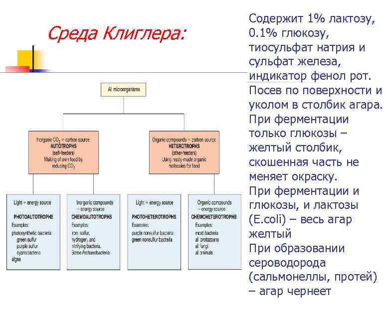 Среда Клиглера: Содержит 1% лактозу, 0. 1% глюкозу, тиосульфат натрия и сульфат железа, индикатор