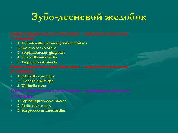 Зубо-десневой желобок Грам-отрицательные бактерии – пародонтопатогены 1 порядка: • 1. Actinobacillus actinomycetemcomitans • 2.