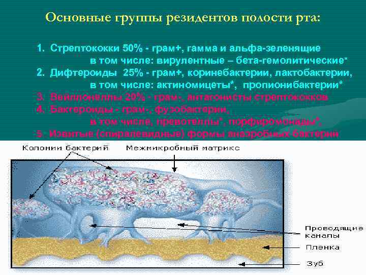 Основные группы резидентов полости рта: 1. Стрептококки 50% - грам+, гамма и альфа-зеленящие в