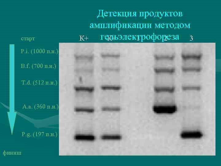  старт P. i. (1000 п. н. ) B. f. (700 п. н. )
