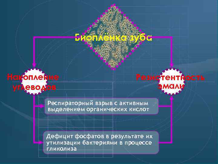 Биоплёнка зуба Накопление углеводов Резистентность эмали Респираторный взрыв с активным выделением органических кислот Дефицит