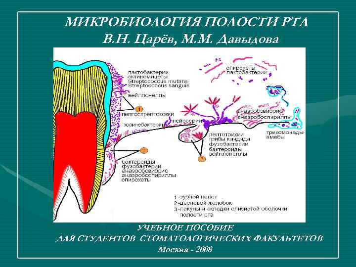 МИКРОБИОЛОГИЯ ПОЛОСТИ РТА В. Н. Царёв, М. М. Давыдова УЧЕБНОЕ ПОСОБИЕ ДЛЯ СТУДЕНТОВ СТОМАТОЛОГИЧЕСКИХ