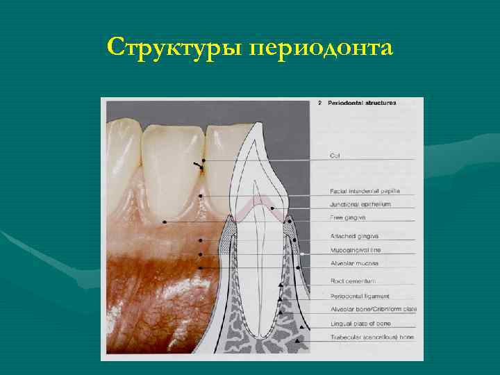 Структуры периодонта 