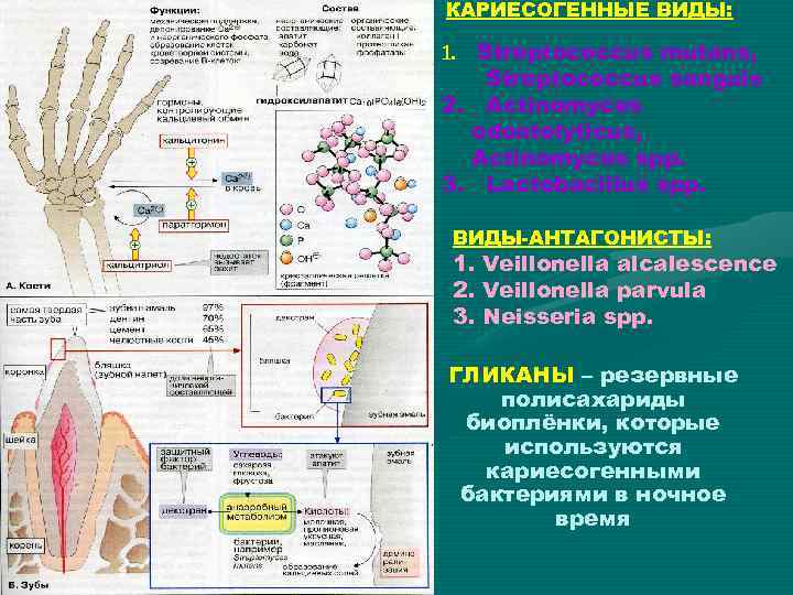 КАРИЕСОГЕННЫЕ ВИДЫ: 1. Streptococcus mutans, Streptococcus sanguis 2. Actinomyces odontolyticus, Actinomyces spp. 3. Lactobacillus