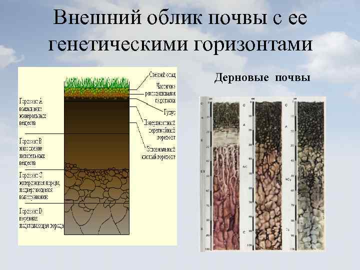 Внешний облик почвы с ее генетическими горизонтами Дерновые почвы 
