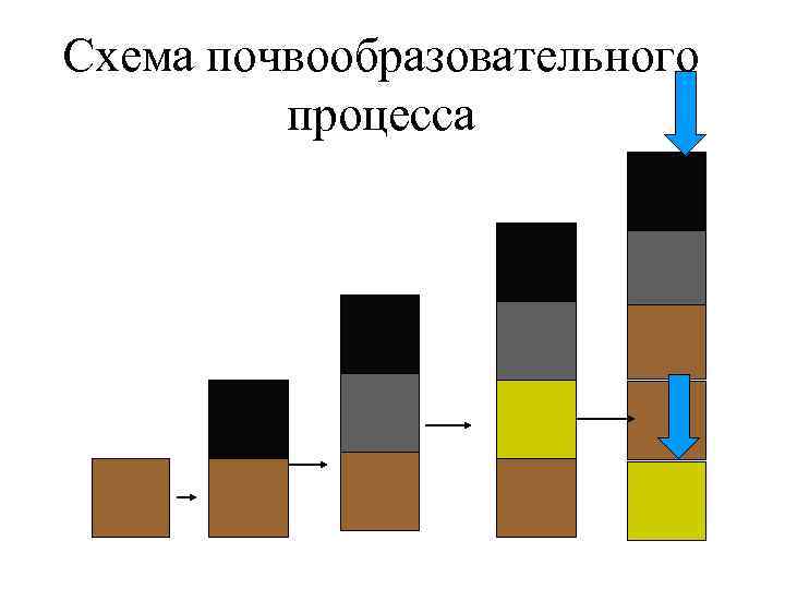 Общая схема почвообразовательного процесса и формирование почвенного профиля