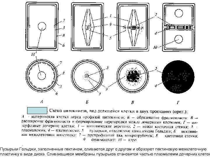 Пузырьки Гольджи, заполненные пектином, сливаются друг с другом и образуют пектиновую межклеточную пластинку в