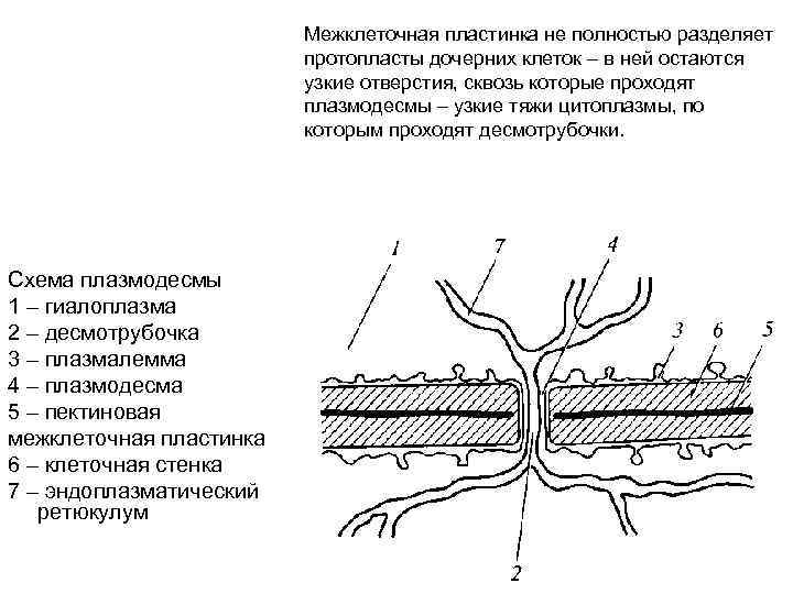 Межклеточная пластинка не полностью разделяет протопласты дочерних клеток – в ней остаются узкие отверстия,
