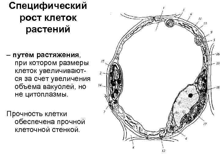 Специфический рост клеток растений – путем растяжения, при котором размеры клеток увеличиваются за счет