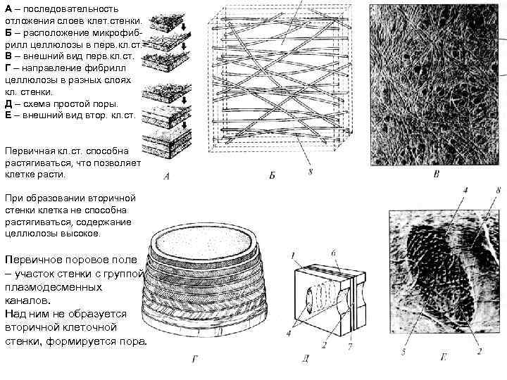 А – последовательность отложения слоев клет. стенки. Б – расположение микрофибрилл целлюлозы в перв.