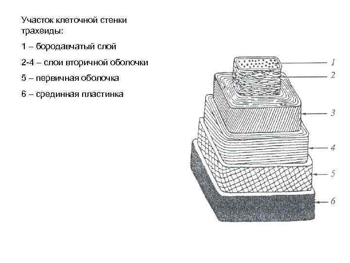 Первый слой второй слой. Строение клеточной стенки древесины. Клеточная структура древесины. Структура клеточной стенки древесины. Строение клетки древесины.