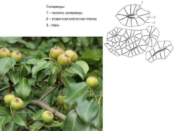 Склереиды: 1 – полость склереиды 2 – вторичная клеточная стенка 3 - поры 