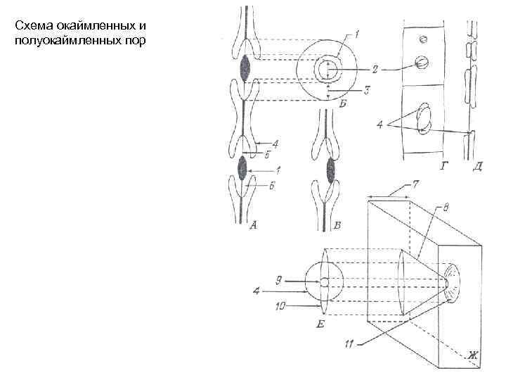 Схема окаймленных и полуокаймленных пор 