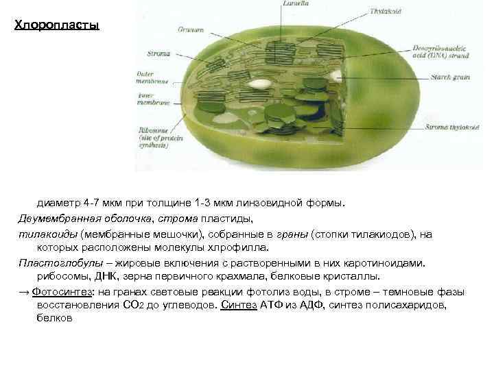 Хлоропласты диаметр 4 -7 мкм при толщине 1 -3 мкм линзовидной формы. Двумембранная оболочка,