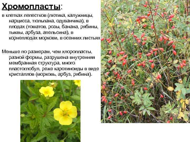 Хромопласты: в клетках лепестков (лютика, калужницы, нарцисса, тюльпана, одуванчика), в плодах (томатов, розы, банана,