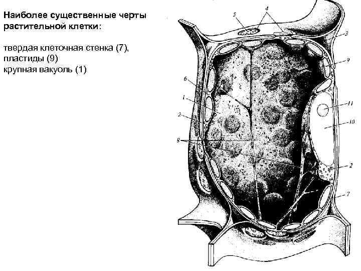 Наиболее существенные черты растительной клетки: твердая клеточная стенка (7), пластиды (9) крупная вакуоль (1)