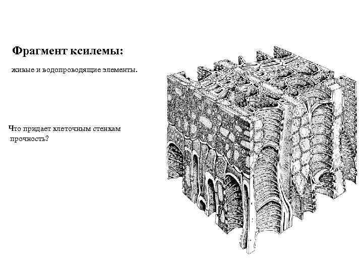 Фрагмент ксилемы: живые и водопроводящие элементы. Что придает клеточным стенкам прочность? 