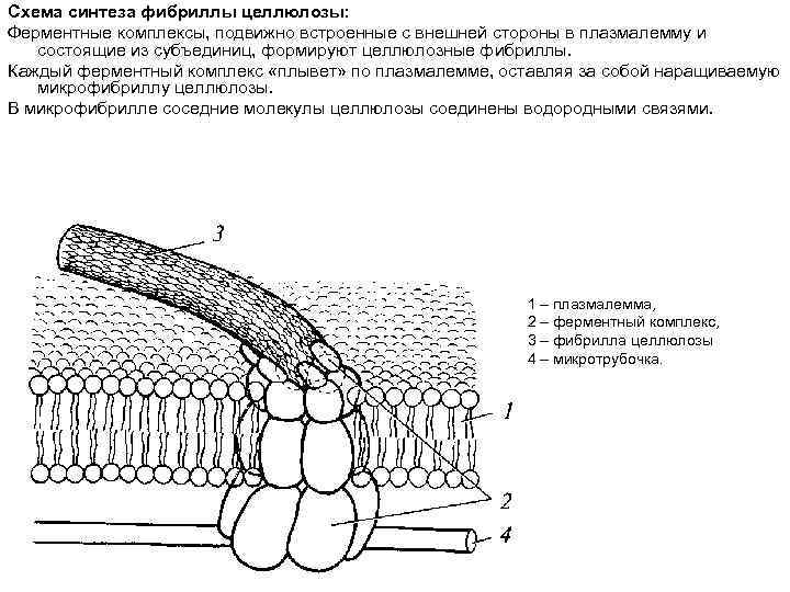 Комплекс синтез. Линейный терминальный комплекс Целлюлоза. Схема синтеза фибриллы целлюлозы. Синтез микрофибрилл целлюлозы. Синтез целлюлозы в растениях.